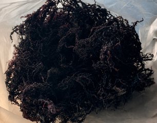 Gigartina Chamissoi dehydrated seaweed